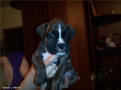 Трише 1 месяц.jpg (42.57 КБ) Просмотров: 9173 Трише 1 месяц.jpg