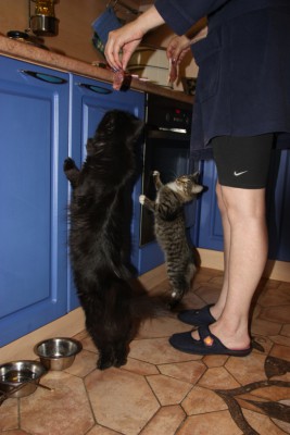 кошки.jpg