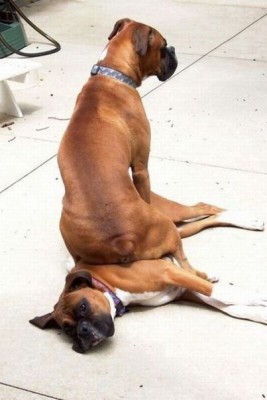 2 boxers.jpg
