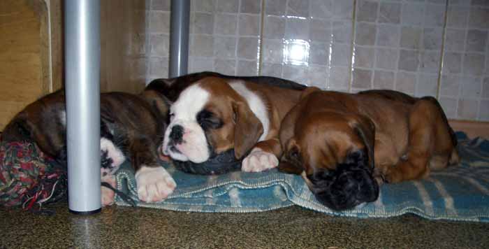pup3.jpg