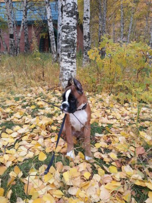 20130927_130431.jpg (531.16 КБ) Просмотров: 8308 20130927_130431.jpg