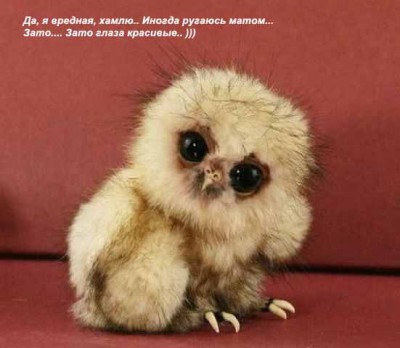 vredina.jpg