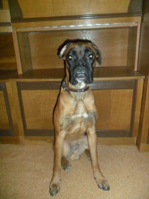 SAM_2153.JPG (309.86 КБ) Просмотров: 12435 SAM_2153.JPG