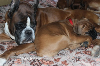 Ибсен_и Айрон_дрема.JPG (229.44 КБ) Просмотров: 3525 Ибсен_и Айрон_дрема.JPG