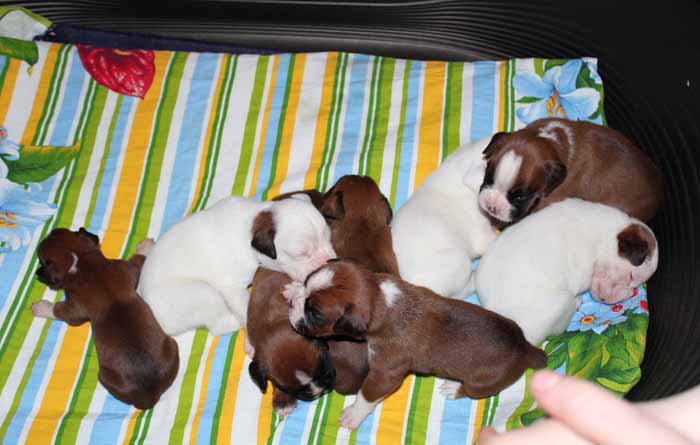 pup1.jpg