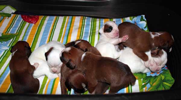 pup2.jpg