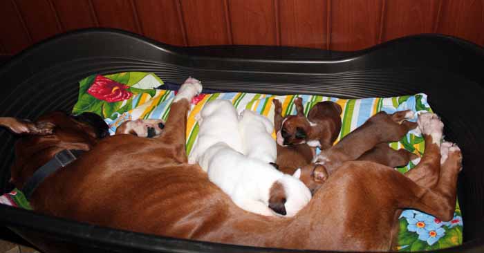 pup3.jpg