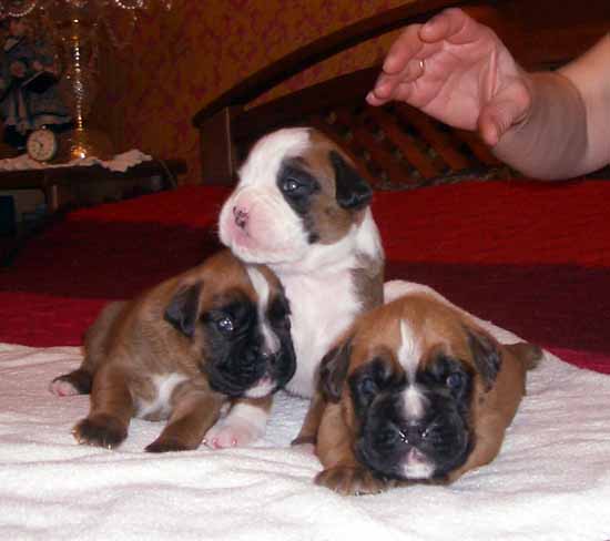 pup3.jpg