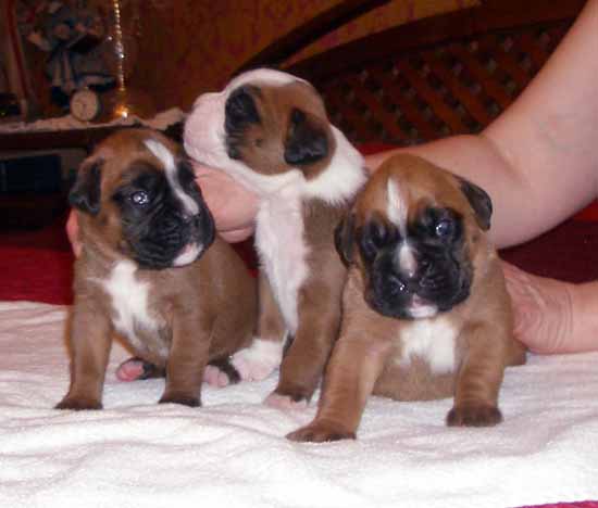 pup4.jpg