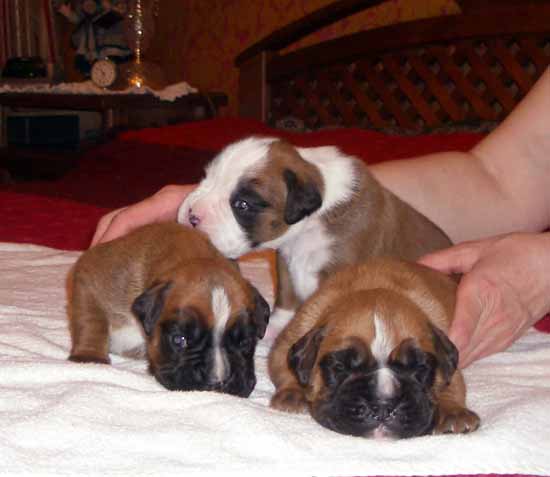 pup5.jpg