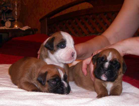 pup6.jpg