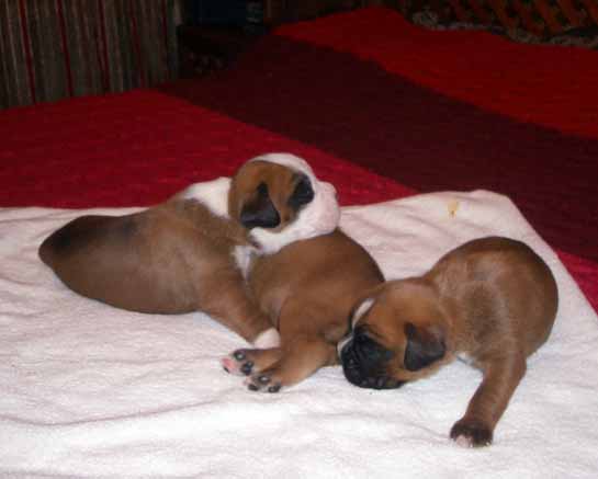 pup1.jpg