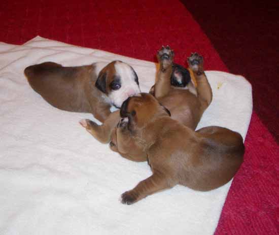 pup2.jpg