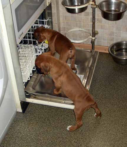 pup5.jpg
