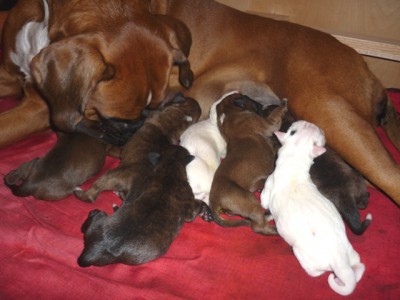 Nera_pups2.JPG