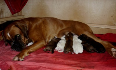Nera_pups1.JPG