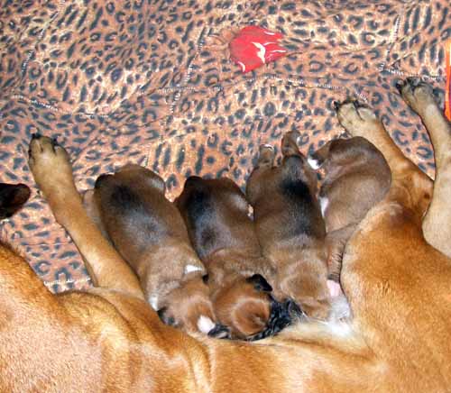 pup1.jpg