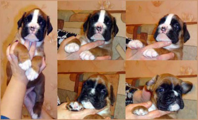 pup1.jpg