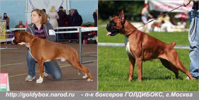 pup1.jpg