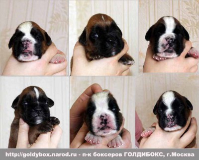 pup2.jpg