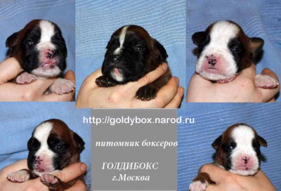 pup2.jpg