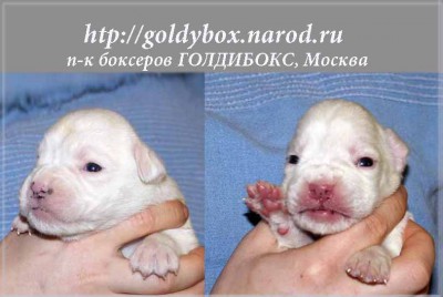 pup3.jpg